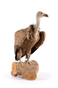 Image description is not available for 1983.83.1